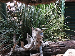 CairnsTC274 Wildlife Habitat